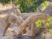 San Diego Archers Buck Doe